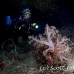coral_soft_mal_si_h_0097_egy4125.jpg